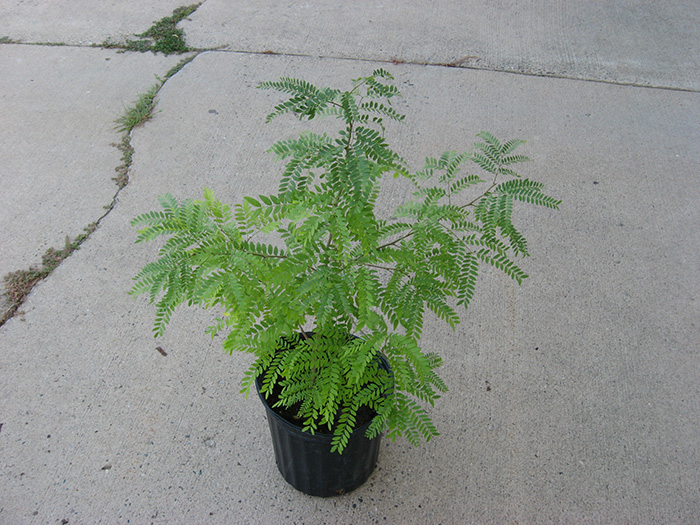 [Thumbnail for honey-locust-seedling.jpg]