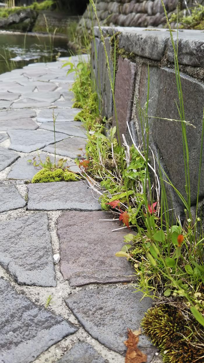 Sprouting in cracks in the stairs to the river