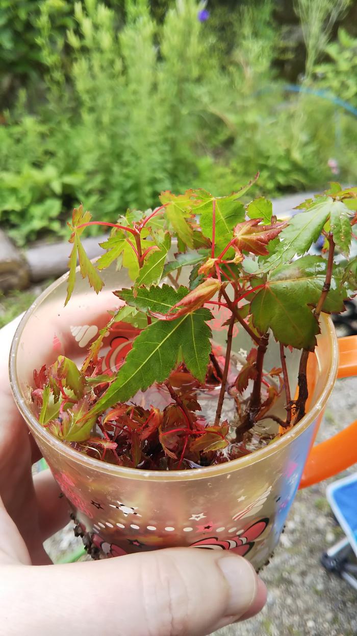 A good haul, at least 25 seedlings