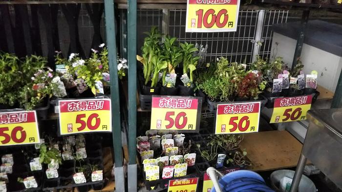 clearance plants on shelf