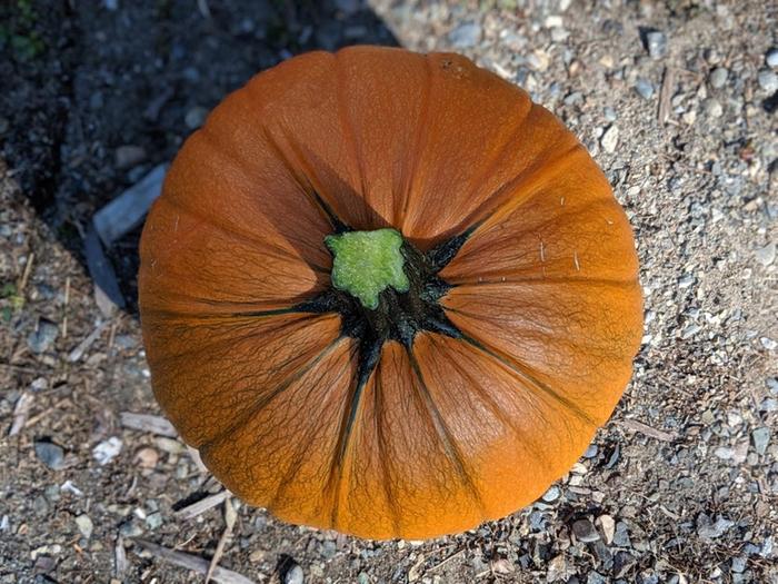 Easy to grow pumpkins