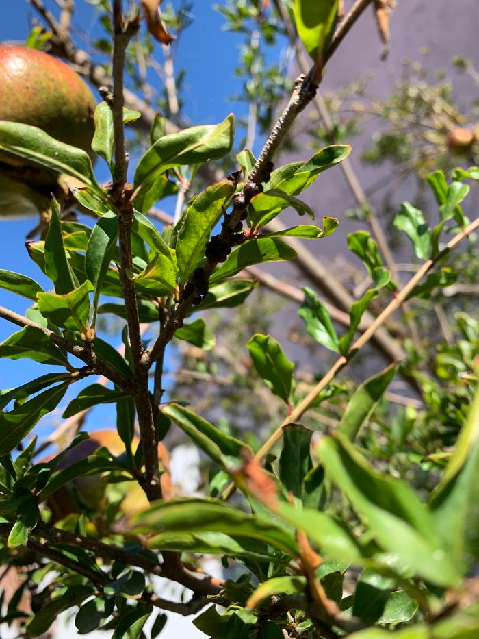 pomegranate with infestation