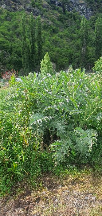 Globe artichokes hedge