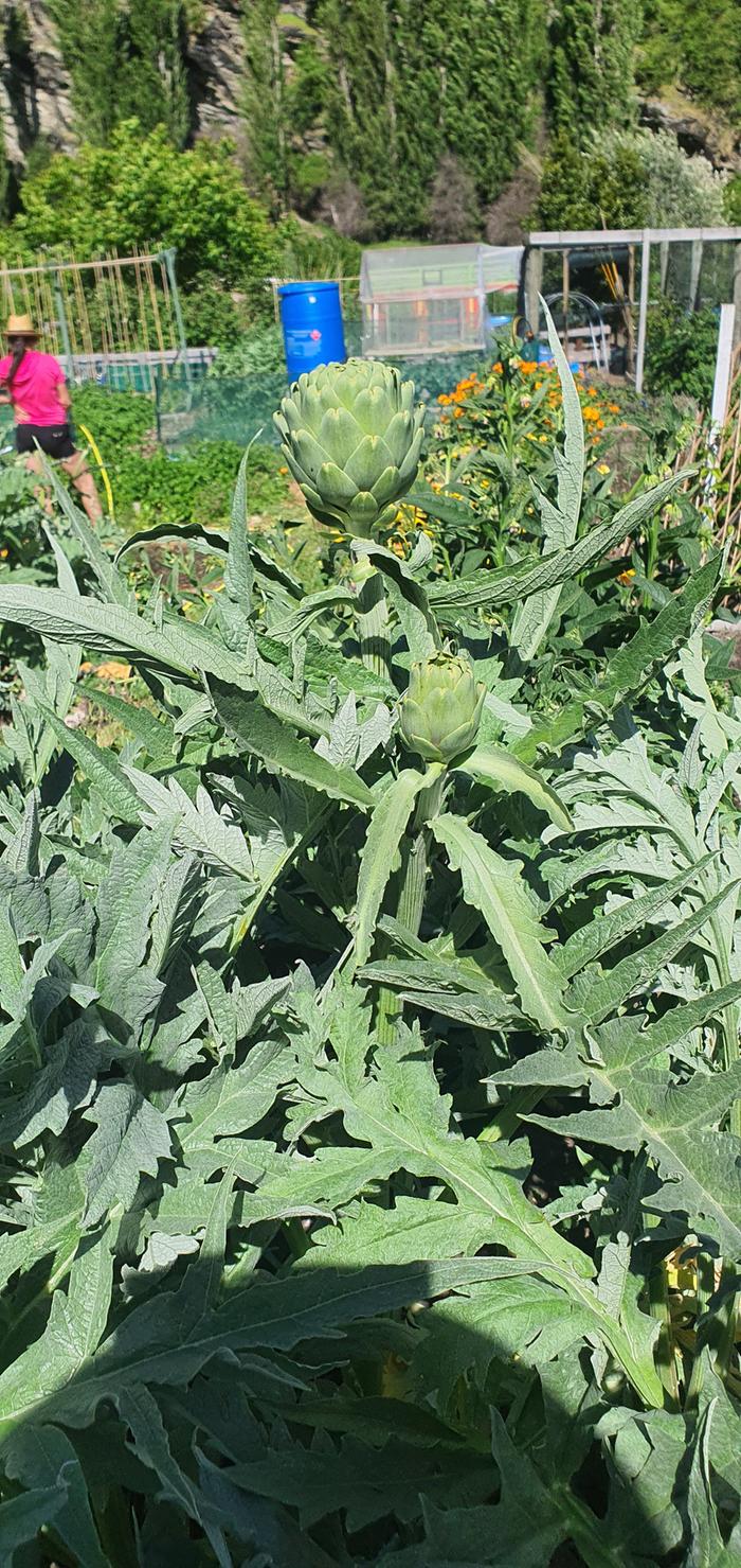 Thin tall shaped artichoke