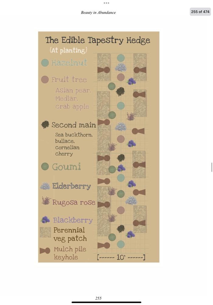 planning edible hedge guild relationships