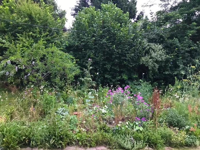 edible hedge food forest guild