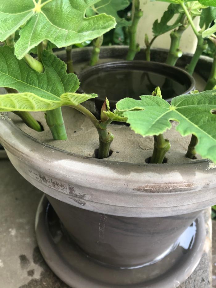 Insert cuttings, currently figs, until the my root.