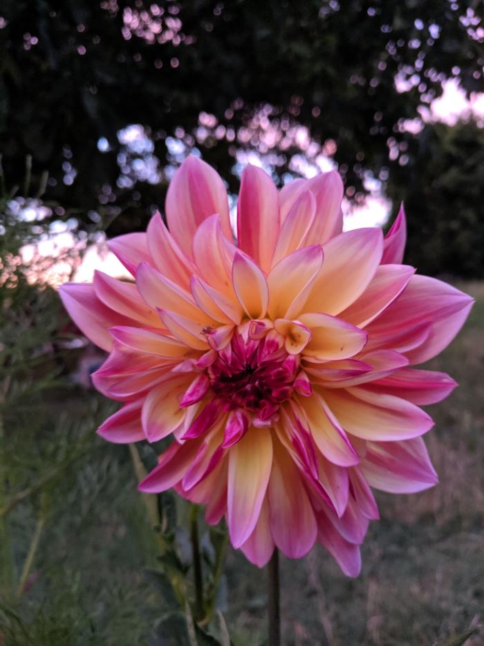 dahlia