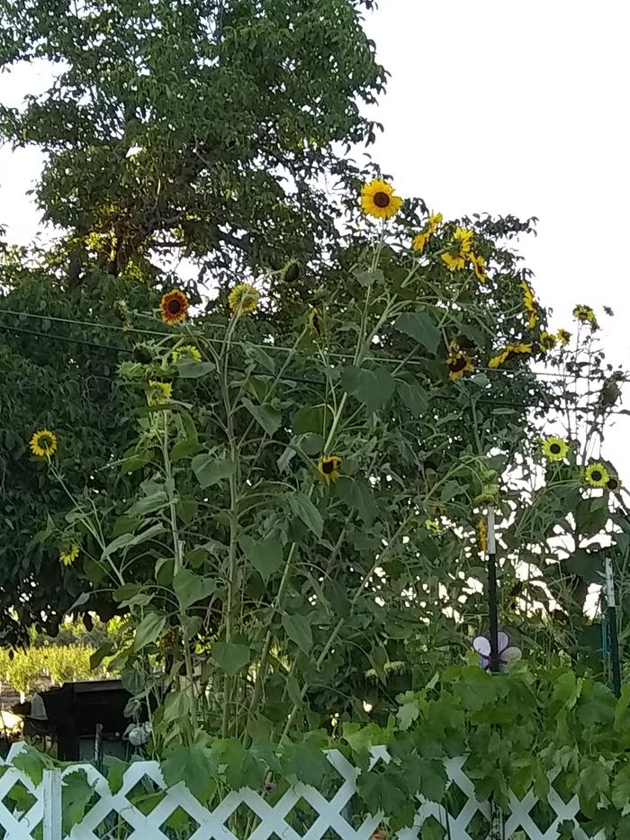 tall sunflowers