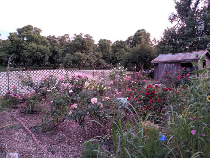 rose garden