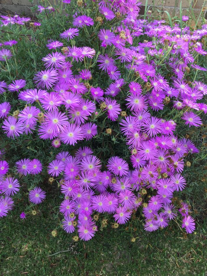 purple flowers