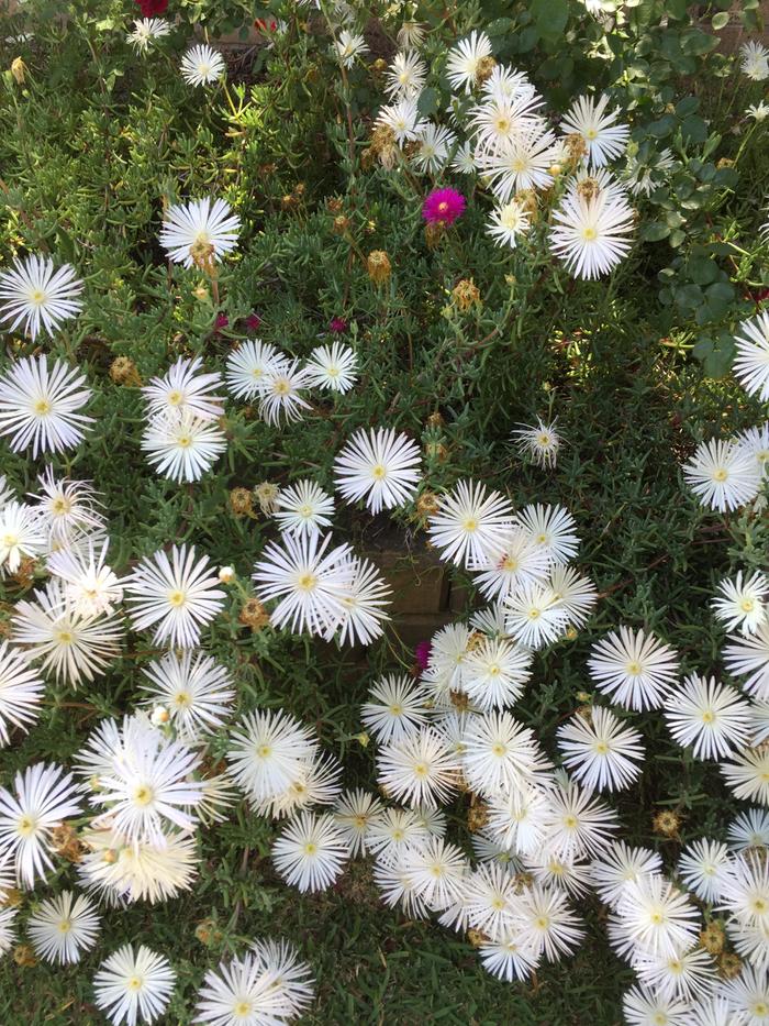 white flowers