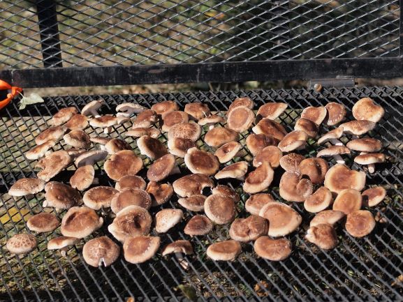 Drying shiitake mushrooms