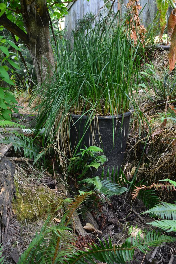 Biofilter. I have found that oxygenated water flowing through plant roots is the best way to keep my water clear.