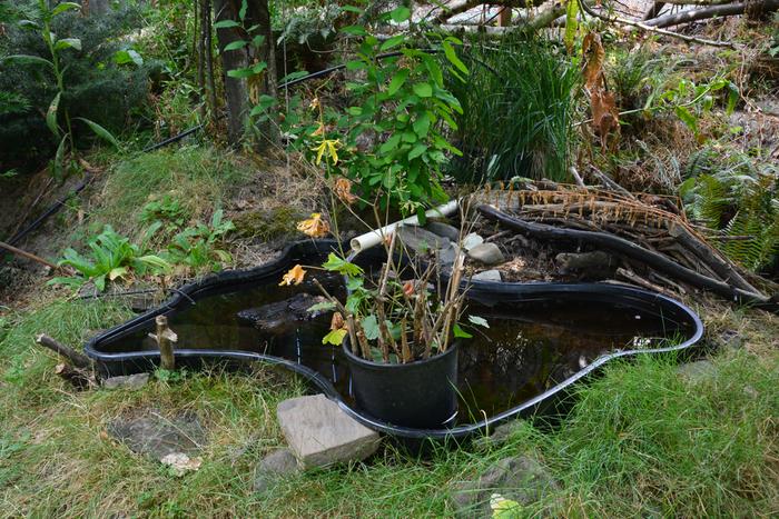 I needed a place to put a water-loving plant so I just put it in the pond. Ponds are great places to grow plants because you never have to water or fertilize them :-)