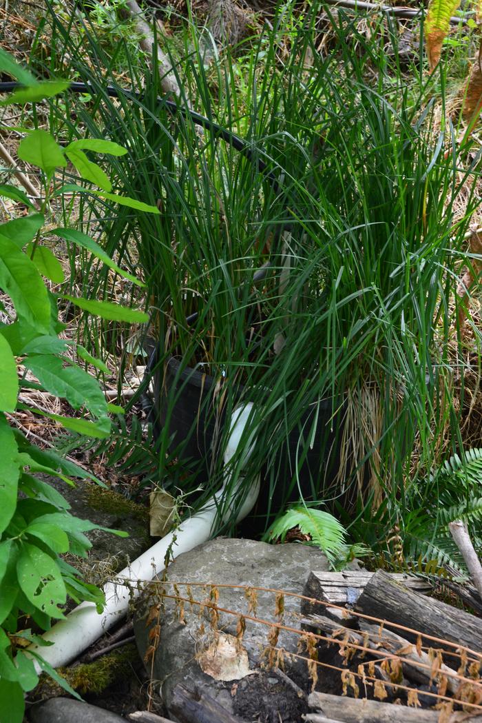 Biofilter. The upper black pipe is a top-off from my drip irrigation. The lower back pipe is coming from the pump. The white pipe is the connection back to the pond.