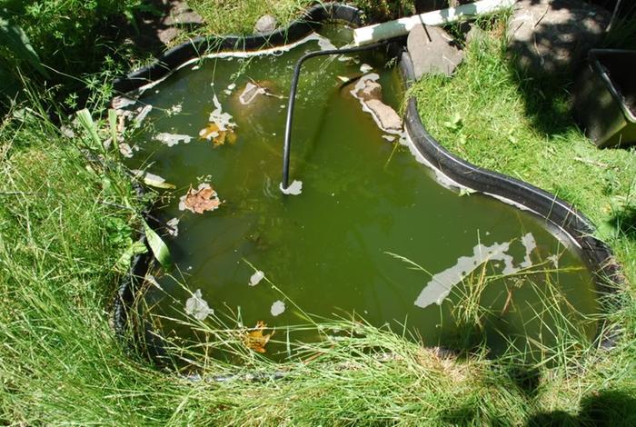 How the pond looks in June the day I put the pump in (full of suspended algae)