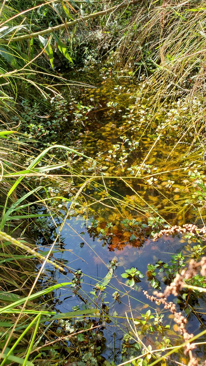 My small pool with native aquatic plants