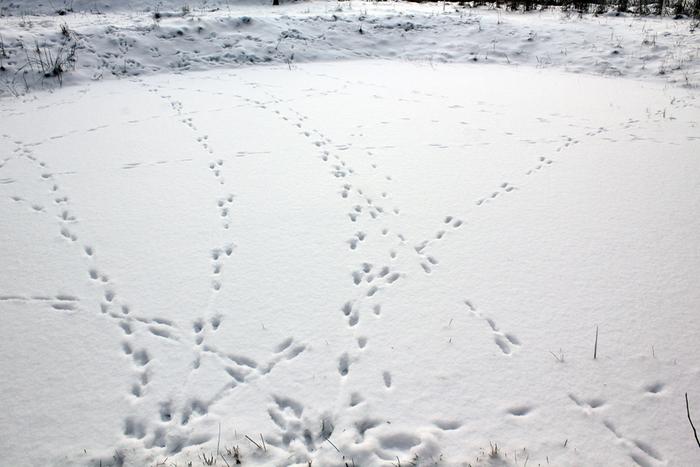 Animal tracks on the surface of my pond