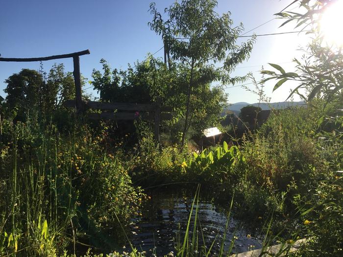 small natural pond