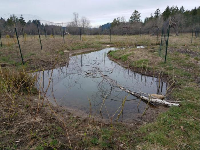 restoration pond