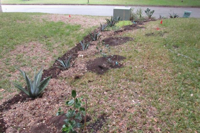 newly planted sapling fruit trees