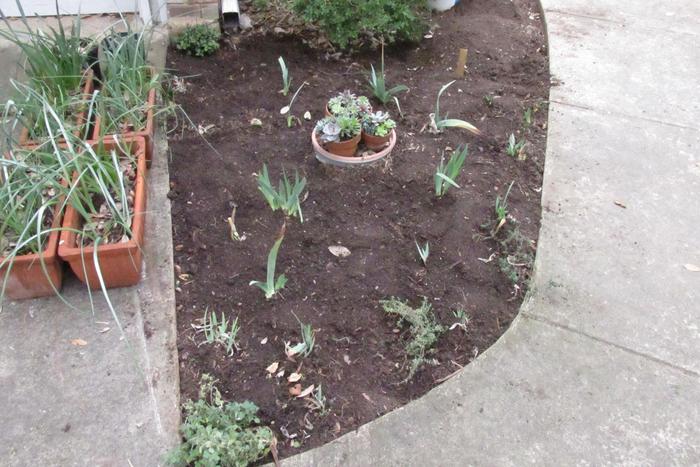 newly planted herbs and irises