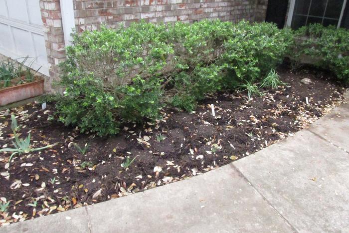 newly planted shade garden