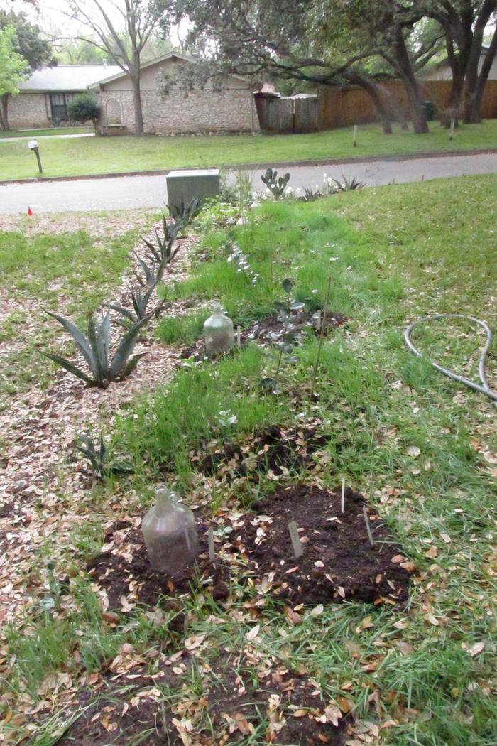 cloches for newly planted herbs