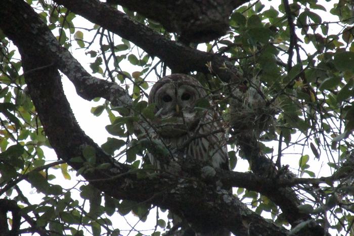 Texas barn owl