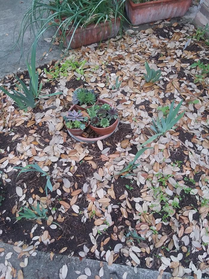 oak leaves on the shade garden