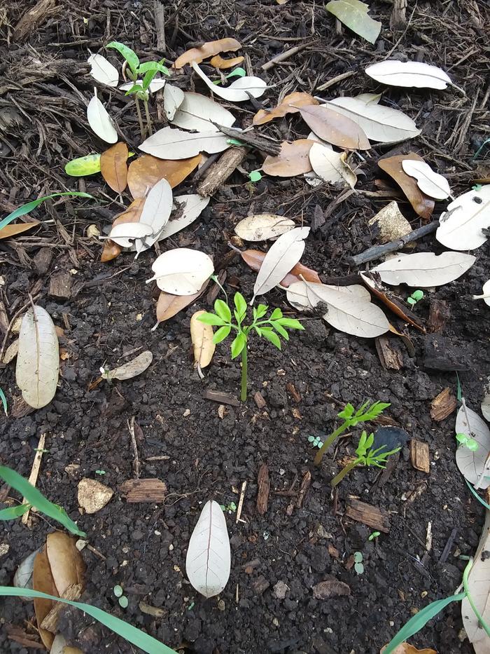 moringa seedling in urban garden