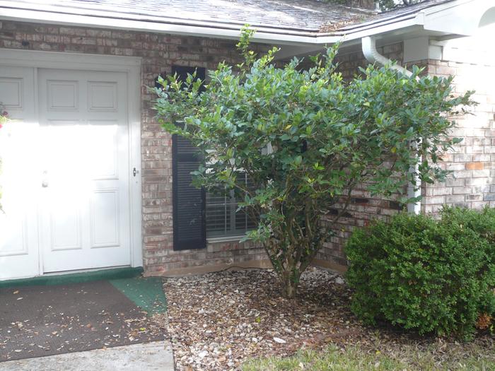 area for shade garden before removing a Ligustrum tree