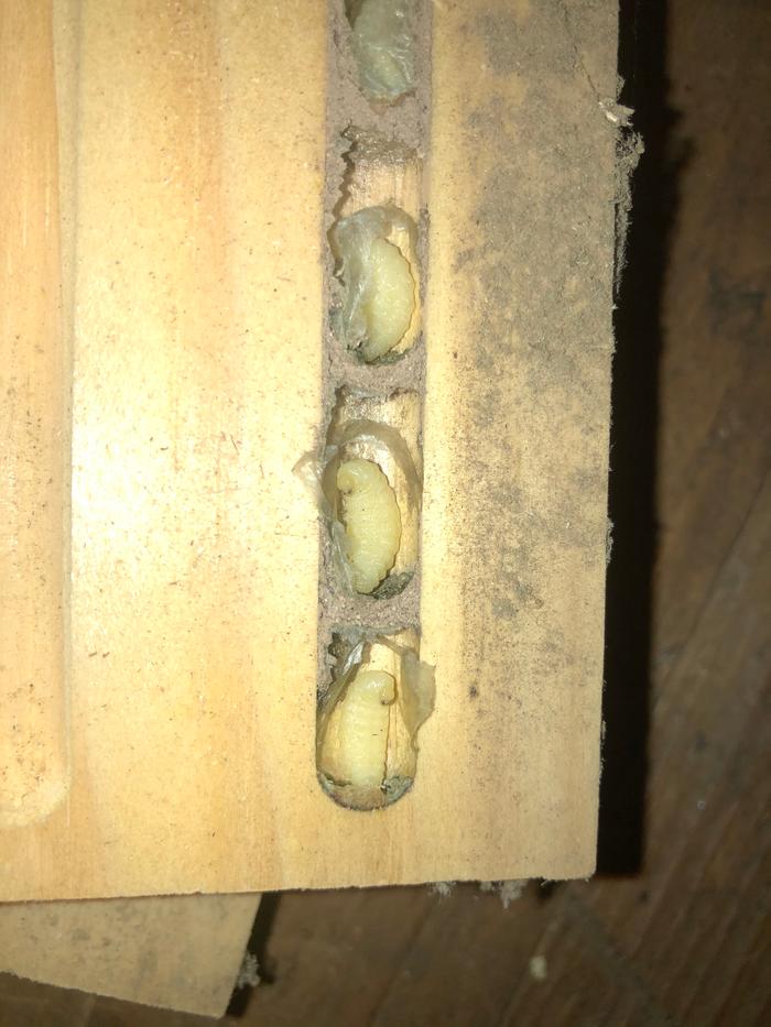 What mystery bee in my bee home?