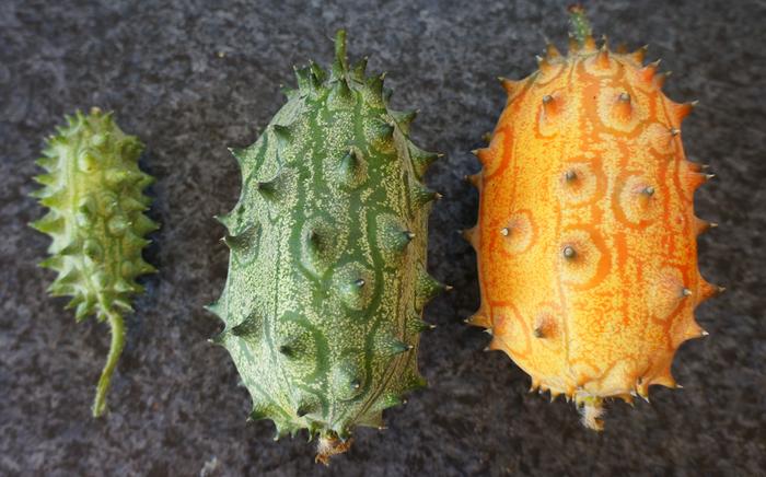 kiwano different stages