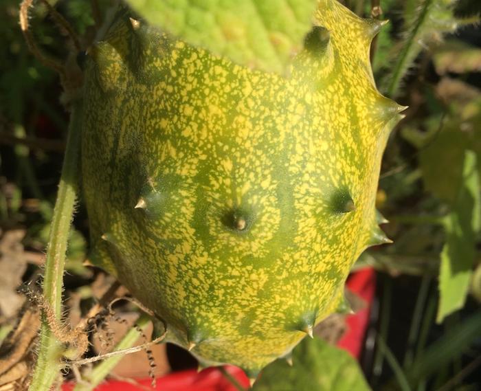 Kiwano August 2020