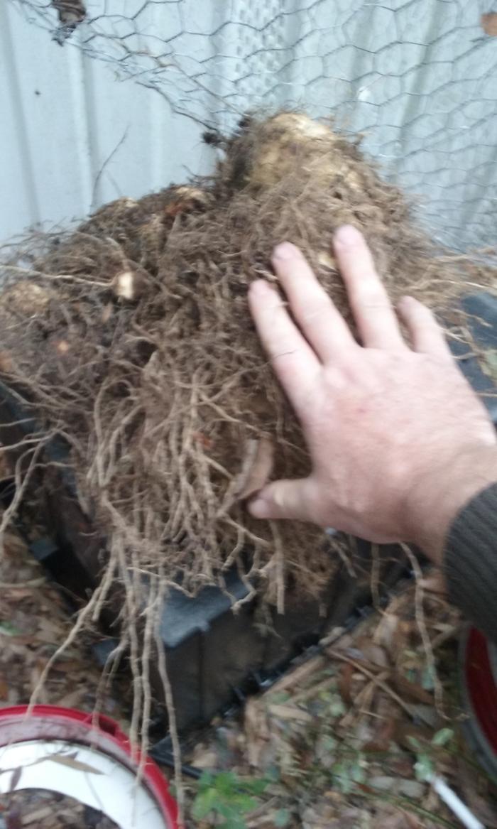 yam harvest