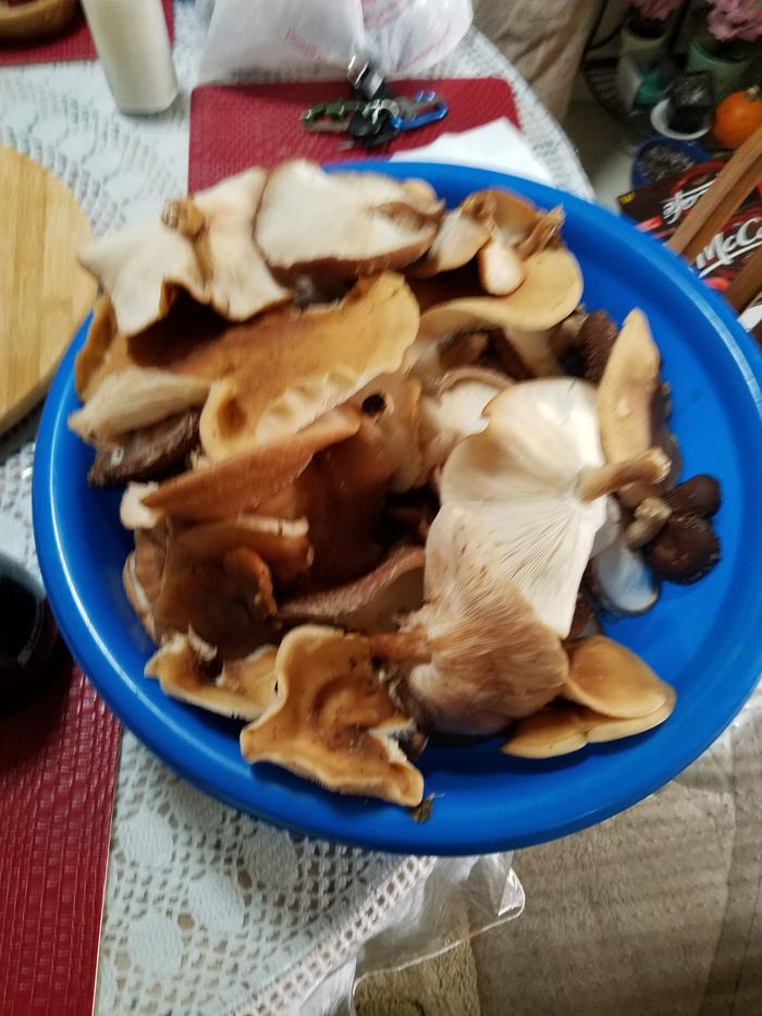 Bowl of Shiitake