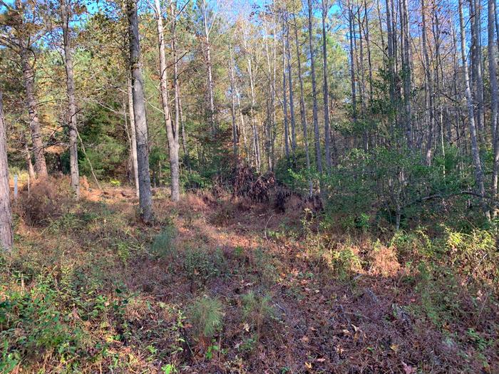 Clearing sweetgum making mushrooms