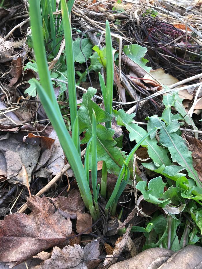 Garlic sprouts