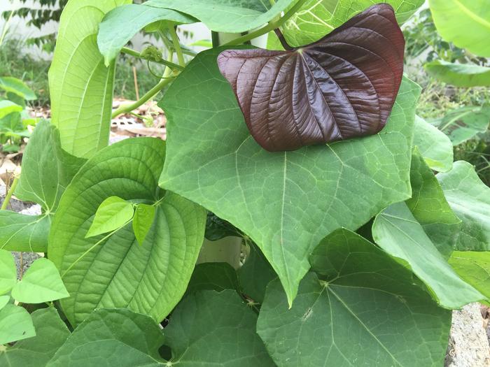 Saipan Purple, with Jim's Hawaii and a Chayote Vine.