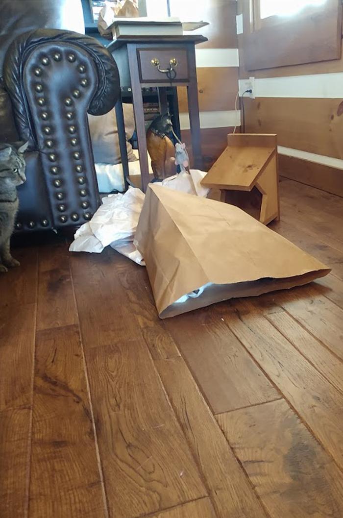 cat and cat in bag