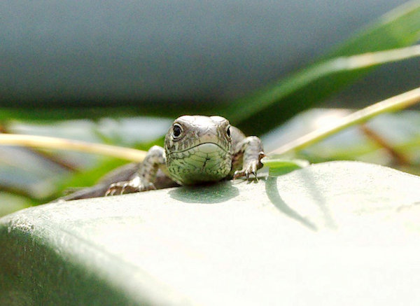 [Thumbnail for lizard-sunbathing.jpg]