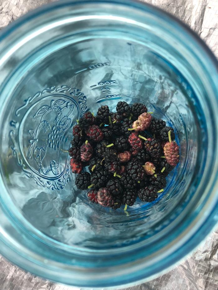 wild mulberries in a bowl