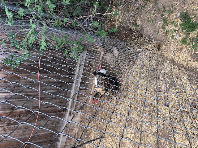 Neighbor's chickens