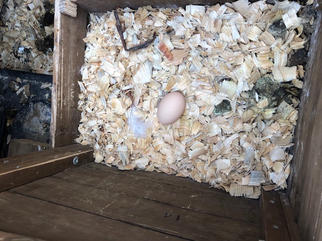 Egg in laying box