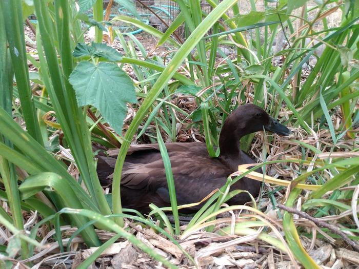 If I let them out of their duck house before they have layed, they make duck-shaped indentations in the plants and mulch and lay in those 