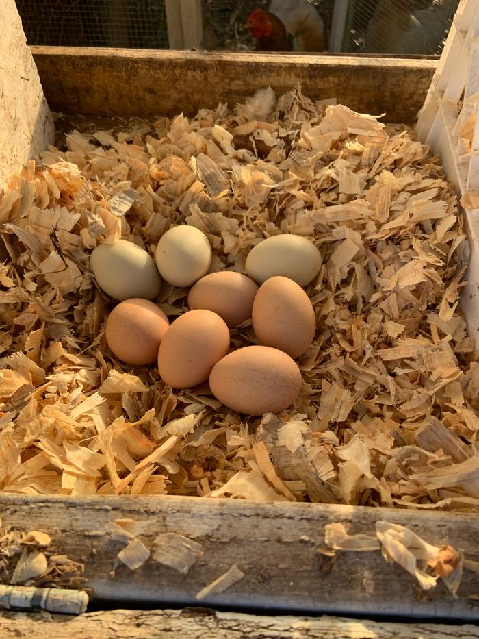 Eggs in a nest