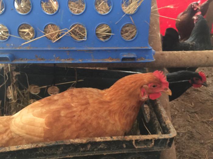 Chicken in a box, not fried