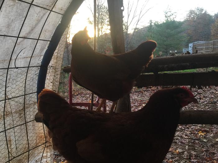 My pretty hens looking photogenic